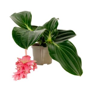 Medinila - Medinilla magnifica (vaso 14cm)