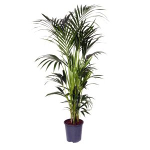 Palmeira Kentia - Kentia forsteriana (24cm vaso)