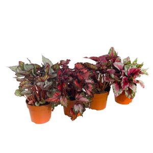 Begónia - Begonia Rex/Beleaf Leave (1 und, vaso 12cm)