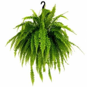 Feto Espada - Nephrolepis exaltata (vaso 20cm)
