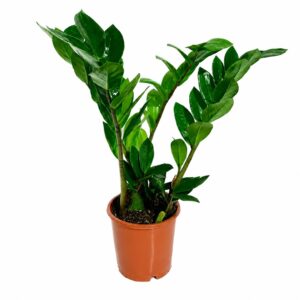 Zamioculca - Zamioculcas zamiifolia (vaso 14cm)