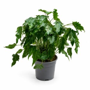 Filodendro - Philodendron xanadu (vaso 21cm)