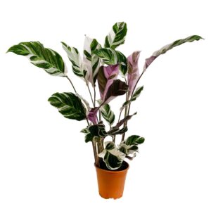 Calatéia - Calathea 'white fusion' (vaso 14cm)