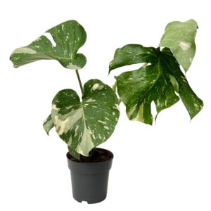 Costela de Adão Thai - Monstera deliciosa ‘Thai Constellation’ (vaso 12cm)