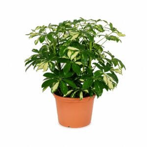 Cheflera - Schefflera arboricola (vaso 21cm)
