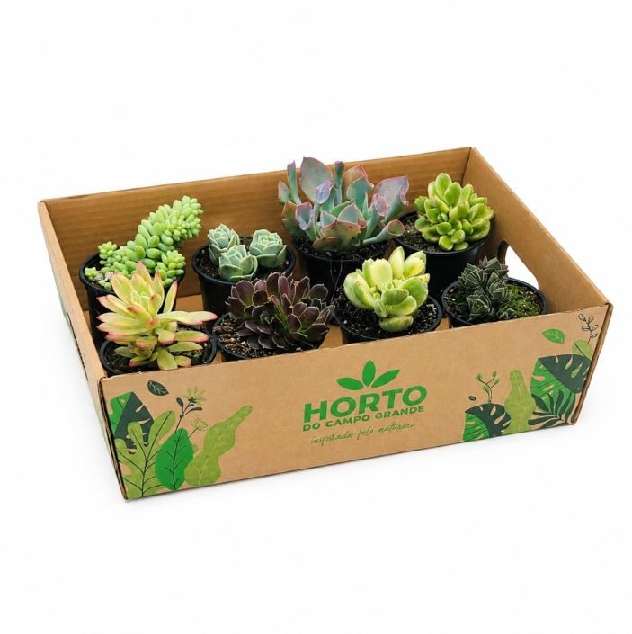 Surprise Succulent Box (8x 8.5 cm pots)