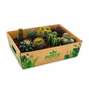 Caixa Cactos Surpresa (8x vasos 8,5cm)