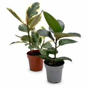 Kit 2 Purificadoras - Ficus elastica 'Robusta' + Ficus elastica 'Tineke' (2x vaso 14cm)