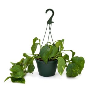Pothos - Scindapsus aureus (15 cm pot)