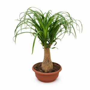 Pata de Elefante - Beaucarnea recurvata (taça 20cm)