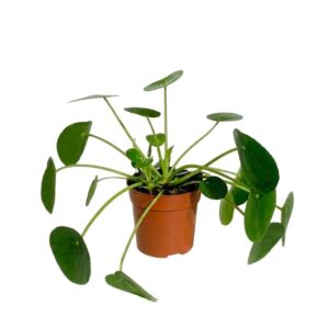 Planta Chinesa do Dinheiro - Pilea peperomioides (vaso 17cm)