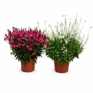 Gaura - Gaura lindeimerii (1 und, vaso 19cm)