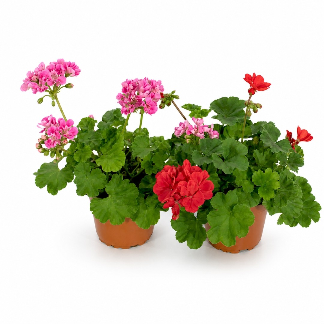 Geranium – Pelargonium zonale (12 cm pot)