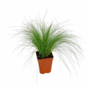 Erva Espanhola - Stipa tenuissima (vaso 12cm)