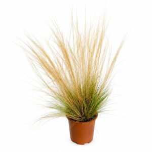 Erva Espanhola - Stipa tenuissima (vaso 17cm)