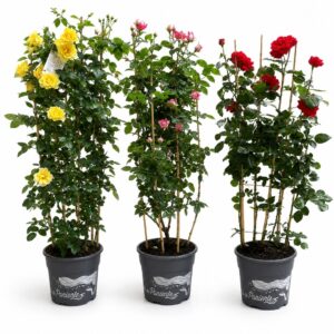 Roseira trepadeira Meilland (1 und, vaso 35cm, 1.60mt altura)