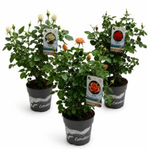 Roseira arbustiva (1 und, vaso 17cm)