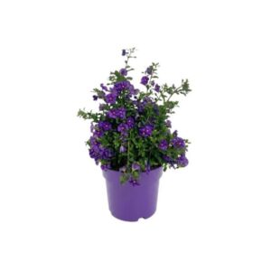 Solano Azul - Solanum rantonetti (vaso 19cm)