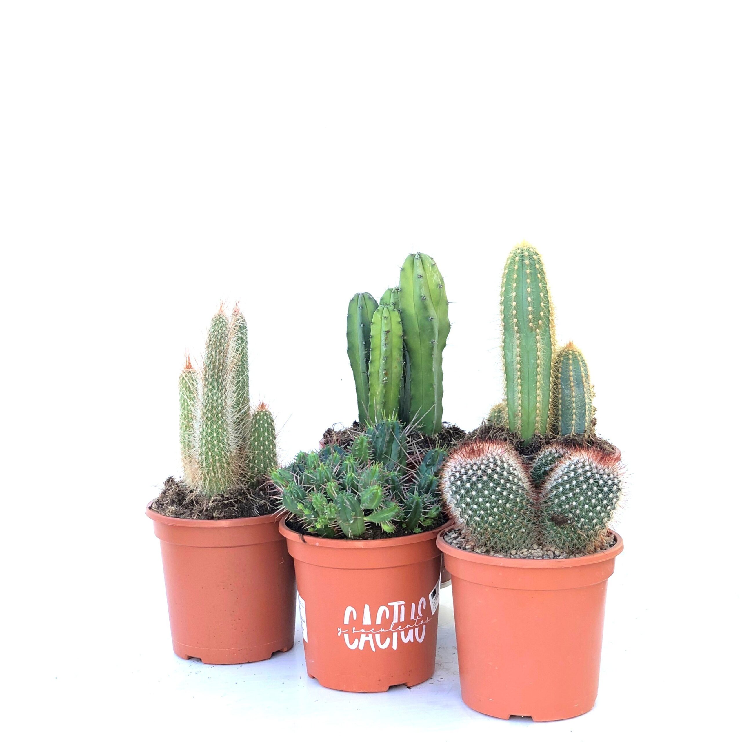 Cacto (1 und, vaso 12cm)