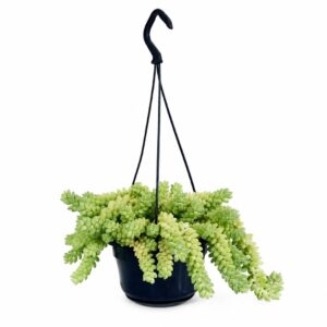 Rabo de Burro - Sedum morganianum 'Burrito'  (vaso 16cm)