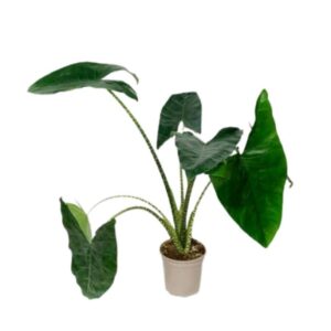 Orelha de elefante - Alocasia zebrina (vaso 17cm)