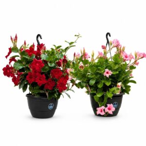 Dipladénia p/ suspensão - Mandevilla spp. (1 und, vaso 27cm)