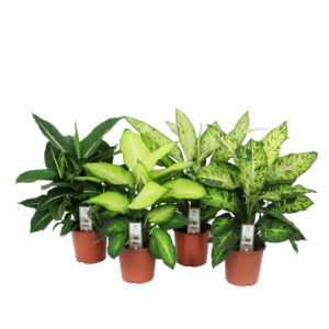 Comigo Ninguém Pode - Dieffenbachia spp. mix variedades (1 und, vaso 17cm)