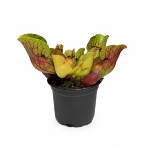 Carnívora - Sarracenia 'Farnhamii' / 'Vogel' (vaso 9cm)