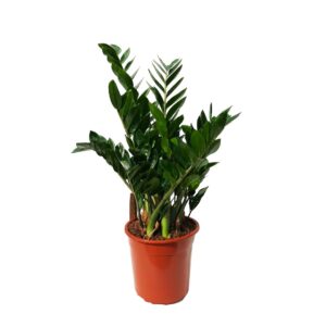 Zamioculca - Zamioculcas zamiifolia (vaso 17cm)
