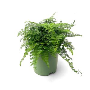 Feto Mãe - Asplenium 'Parvati' (vaso 17cm)