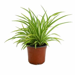 Clorofito, Planta Aranha - Chlorophytum sp.(vaso 12cm)
