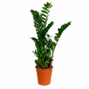 Zamioculca - Zamioculcas zamiifolia (vaso 27cm)