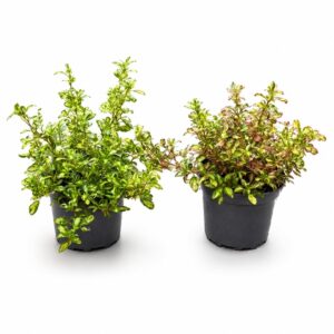 Coprosma - Coprosma mix variedades (vaso 16cm)