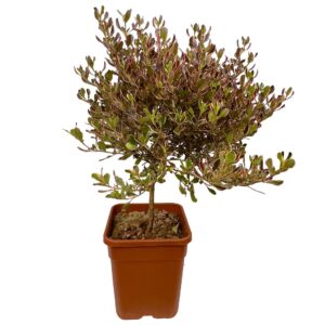 Coprosma - Coprosma sp. (vaso 28cm)