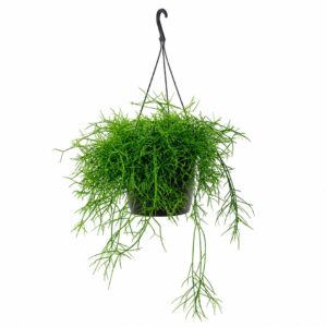 Ripsális - Rhipsalis baccifera (vaso 14cm)