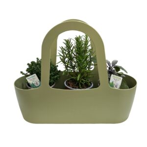 Bolsa Aromáticas 'Boas Companheiras' - Pack2 Tomilho + Alecrim + Sálvia (verde)