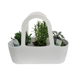 Bolsa Aromáticas 'Boas Companheiras' - Pack2 Tomilho + Alecrim + Sálvia (branco)