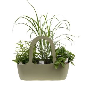 Bolsa Aromáticas 'Boas Companheiras' - Pack4 Lúcia Lima + Chá Príncipe + Cidreira (verde)