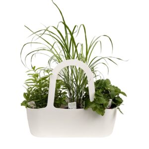 Bolsa Aromáticas 'Boas Companheiras' - Pack4 Lúcia Lima + Chá Príncipe + Cidreira (branco)