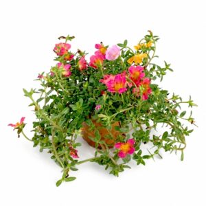 Beldroega Florida - Portulaca umbraticola (vaso 10,5cm)