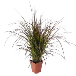 Capim-do-Texas - Pennisetum advena ‘Rubrum’ (vaso 12cm)