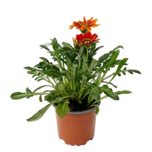 Gazânia - Gazania sp. (vaso 10cm)