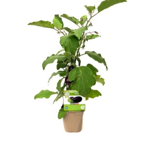 Eggplant - Solanum melongena (12 cm pot)