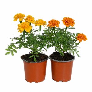 Cravo Túnico ou Tagete - Tagetes spp. (1 und, vaso 10,5cm)