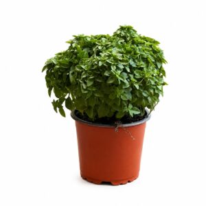 Basil in a plastic pot (10.5 cm pot)