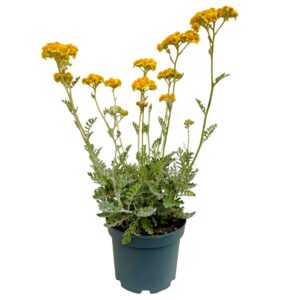 Cinerária Marítima - Senecio cineraria (vaso 19cm)