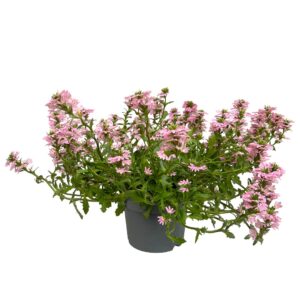 Scaevola - Scaevola aemula (vaso 17cm)