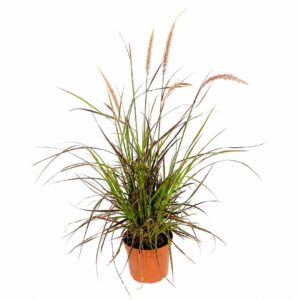 Capim-do-Texas - Pennisetum advena ‘Rubrum’ (vaso 17cm)