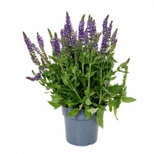 Sálvia - Salvia nemorosa (vaso 19cm)