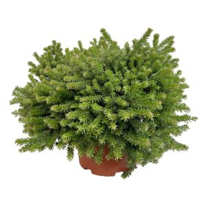Grevílea - Grevillea lanigera 'Mount Tamboritha' (vaso 28cm)